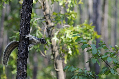 Fox Squirrel.JPG